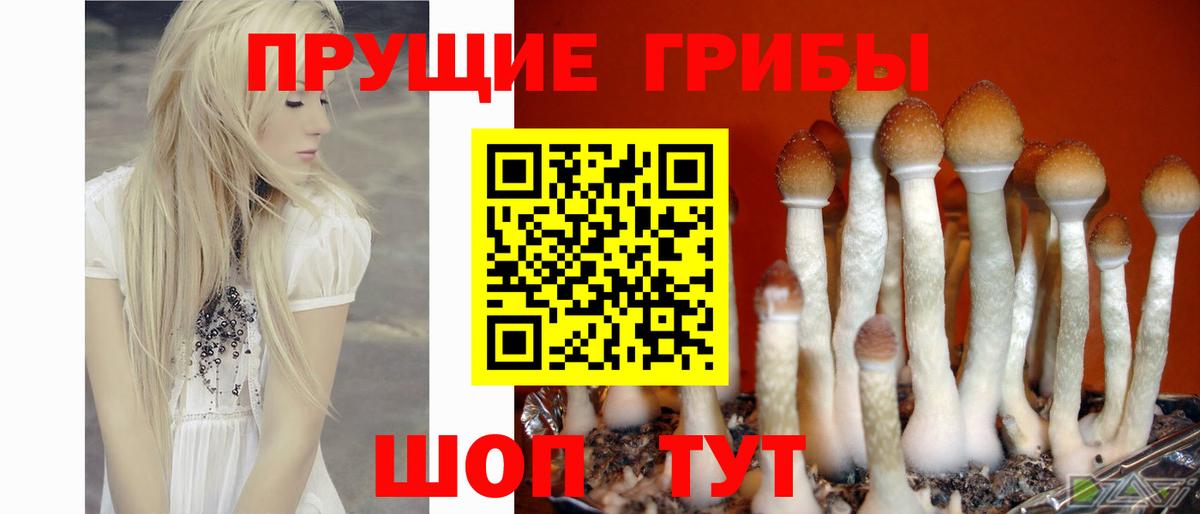 Галлюциногенные грибы GOLDEN TEACHER Чистополь